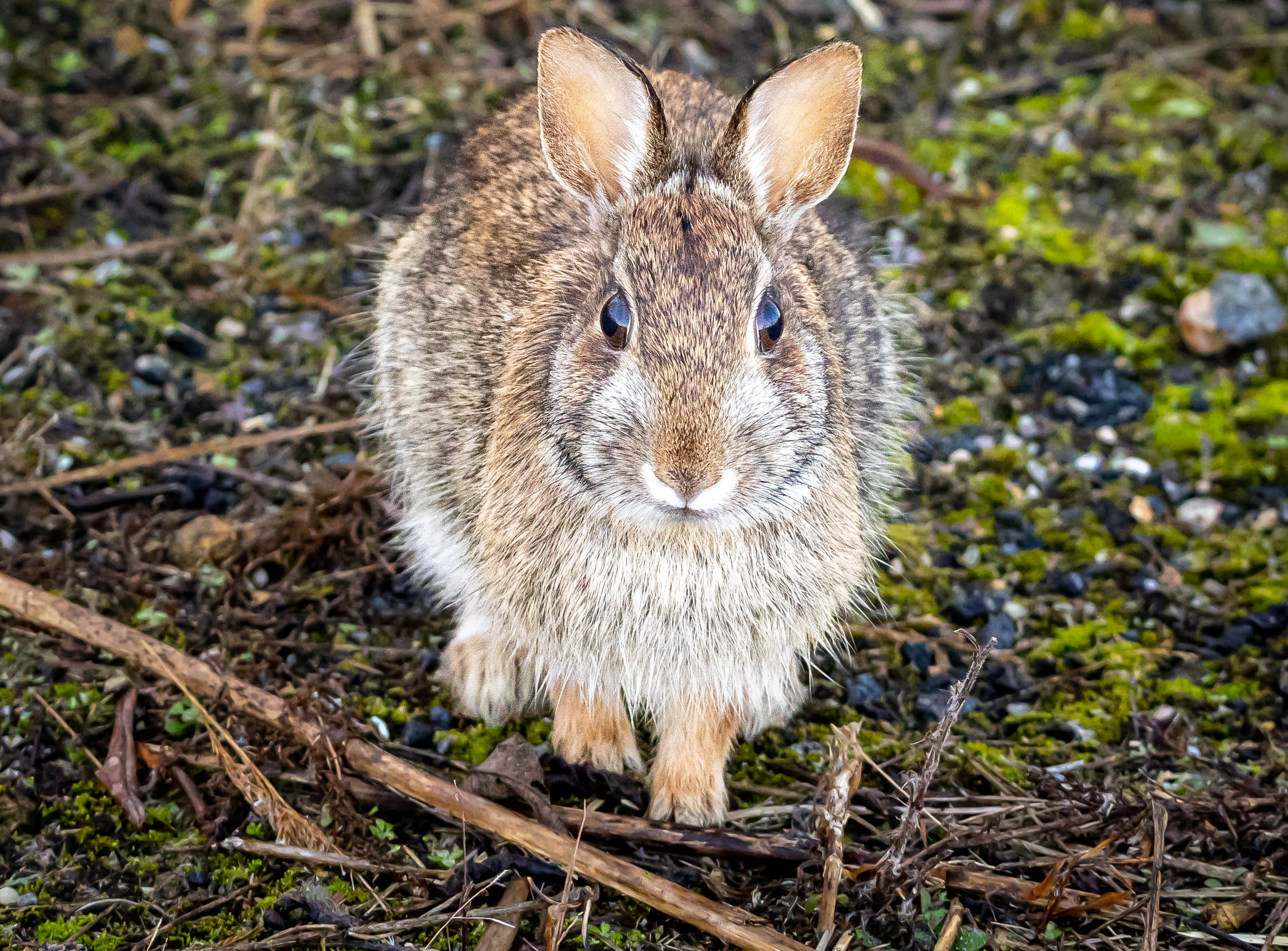 EasternCottontail.AlanEmerson