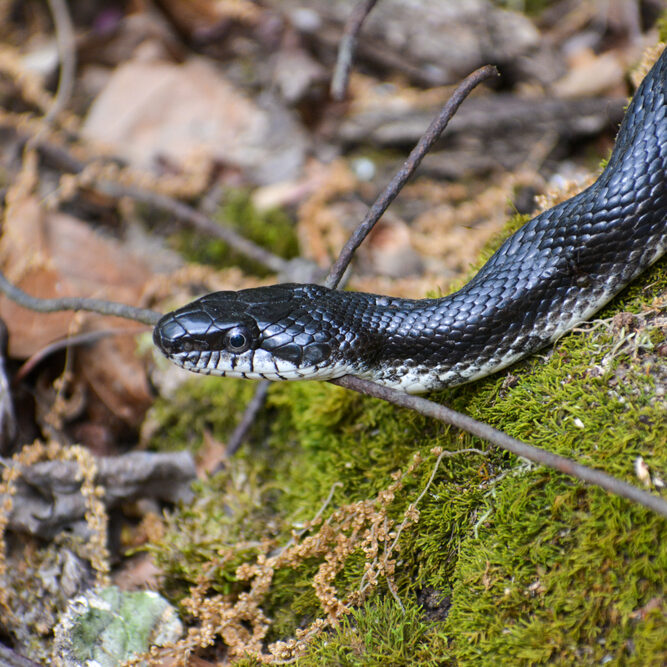 Black,Rat,Snake,In,Virginia's,Caledon,State,Park.